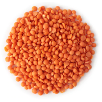 High-Quality Red Lentils | Whole & Split | Bulk Export