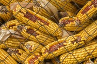 High-Quality Animal Feed Maize | Bulk Yellow Maize for Livestock Feed