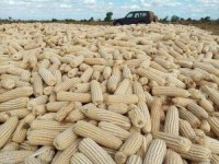 White Corn / White Maize | Premium Grade for Food & Feed Use