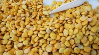 Premium Quality Lupin Seeds | Bulk Export Supply