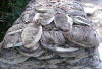 Dried Omasum for Sale | High-Quality Cleaned Cow Stomach from Kenya