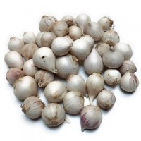 Single Clove Garlic | High-Potency Solo Garlic for Export