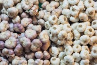 Fresco Ajo & Alho (Fresh Garlic) for Sale | Premium Quality from Kenya