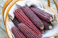 Red Corn / Red Maize | Premium Grade for Food and Feed