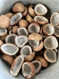 Dried Coconut for Sale | Premium Grade Coconut Products Exported from Kenya