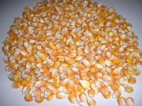 Yellow Corn / Yellow Maize | Premium Quality for Human & Animal Consumption