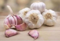 Clove Garlic for Sale | Premium Fresh Garlic Export from Kenya