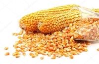 Yellow Corn / Yellow Maize | Premium Quality for Human & Animal Consumption