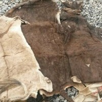 Premium Goat Skins for Sale | Dry & Wet Salted Export from Kenya