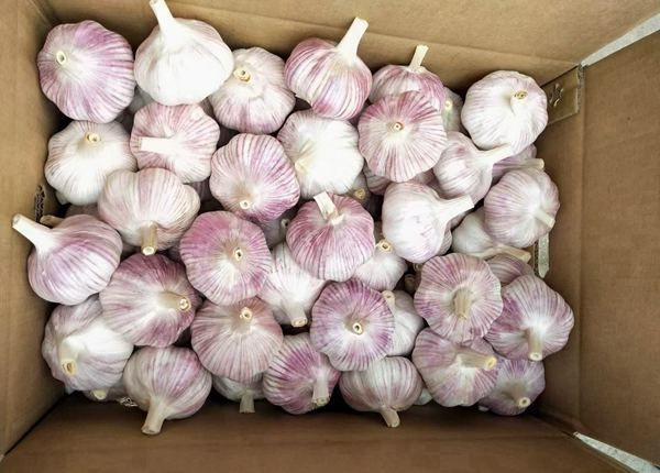 Fresco Ajo & Alho (Fresh Garlic) for Sale | Premium Quality from Kenya