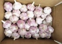 Fresco Ajo & Alho (Fresh Garlic) for Sale | Premium Quality from Kenya