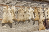 Premium Kenyan Raw Goat Skins – Bulk Export | High-Quality & Salted