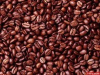 Premium Kenyan Robusta Coffee Beans | Bulk Export Supply