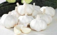 Normal White Garlic for Sale | Fresh Export Quality from Kenya
