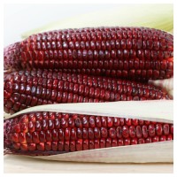 Red Corn / Red Maize | Premium Grade for Food and Feed
