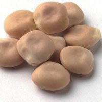 Premium Quality Lupin Seeds | Bulk Export Supply