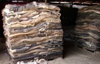 Donkey Hides for Sale | Processed & Preserved Hides from Kenya