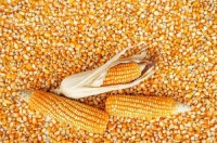 High-Quality Animal Feed Maize | Bulk Yellow Maize for Livestock Feed