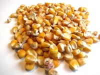 High-Quality Animal Feed Maize | Bulk Yellow Maize for Livestock Feed