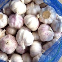 White Red Chinese Garlic | Fresh Export Quality Garlic Bulbs
